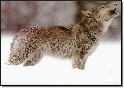 wolf.jpg (16227 bytes)